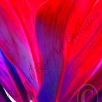 Ti Leaf Series #2 – Waikapū, Maui