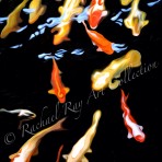 Koi Reflections – Mākena, Maui